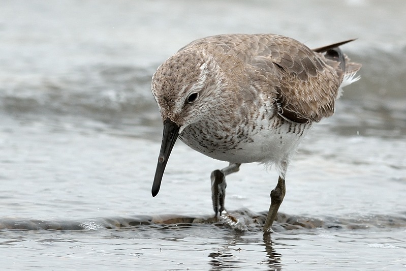 bonte strandloper